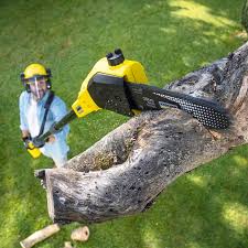 Reliable Pleasant Grove, OH Tree Services Solutions