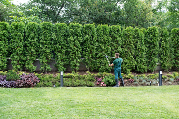 Best Lawn Maintenance Plans  in Pleasant Grove, OH